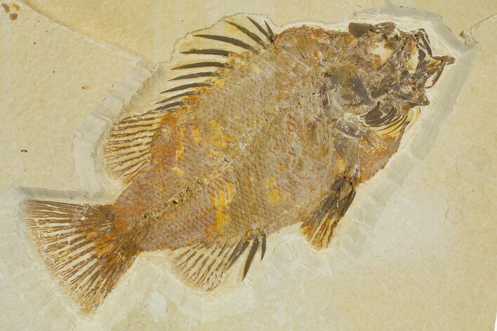 Detailed Fossil Fish (Priscacara) - Wyoming #316598
